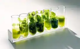 Biotech-Dissertation-Writing-Services